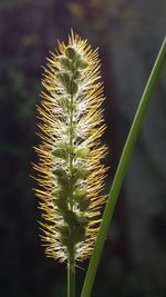 Close-up of cactus plant