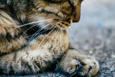 Close-up of a cat