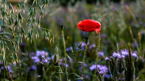 Close-up of poppy with phacelia growing on field