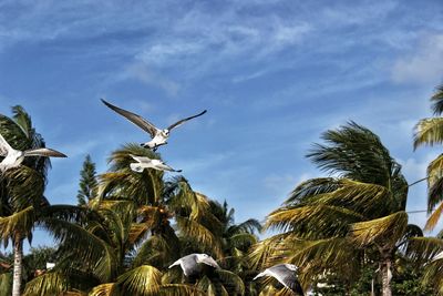 Low angle view of birds flying against palm trees