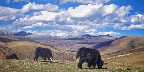 View of elephant grazing on landscape against sky