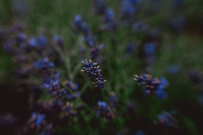 Close-up of purple flowering plant