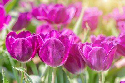 Close-up of pink tulips