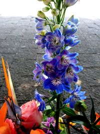 Close-up of purple flowers