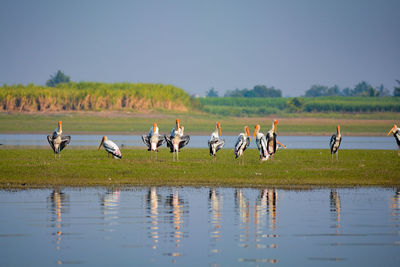 Flock of birds on the field