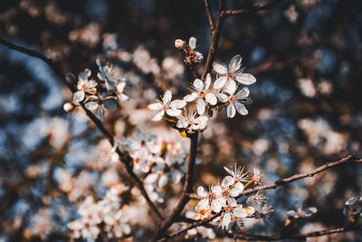 Close-up of white cherry blossoms in spring