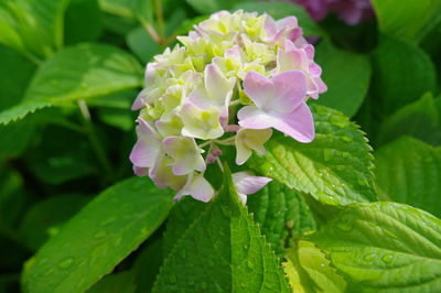 Close-up of pink flowering plant leaves