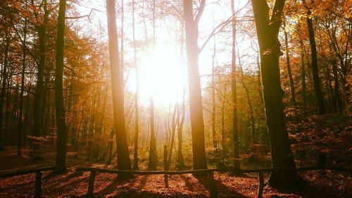 Sunlight streaming through trees in forest