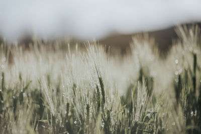 Close-up of wheat growing on field