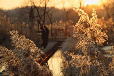 Lovely couple at sunset of reeds
