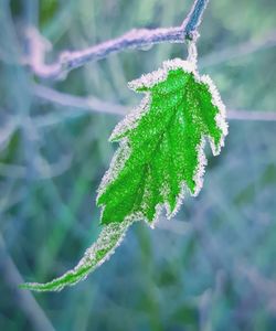 Close-up of frost on leaves during winter