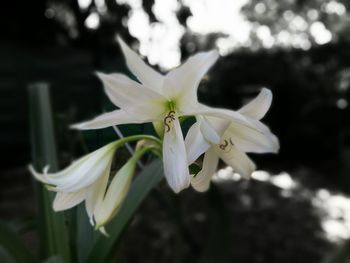 Close-up of white flowers