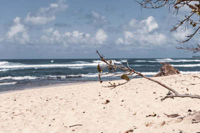 Driftwood on beach against sky