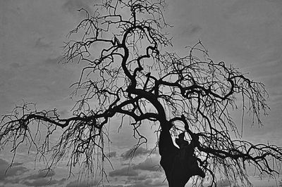 Low angle view of bare trees against sky
