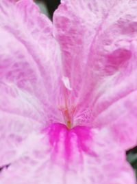 Close-up of pink flower blooming outdoors