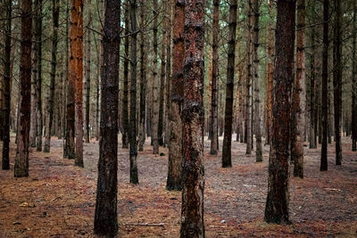 Rear view of man standing in forest