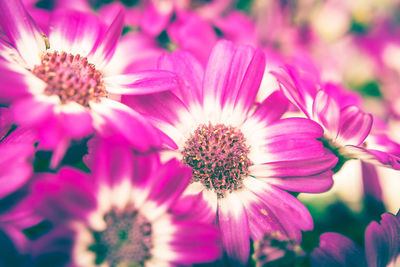 Close-up of purple flowers