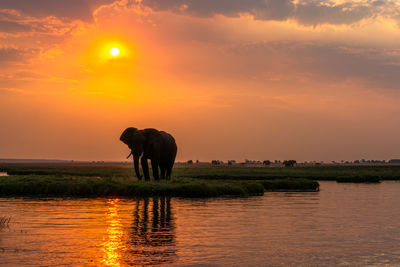 View of elephant standing at sunset