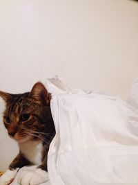 Two cats resting on white surface