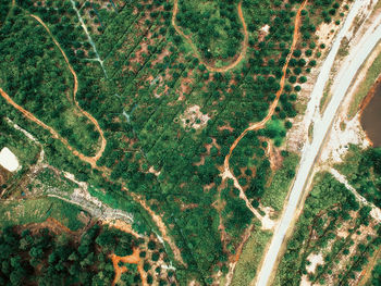 High angle view of plants growing on field