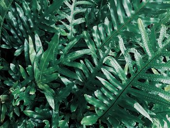 Full frame shot of wet plants growing on field