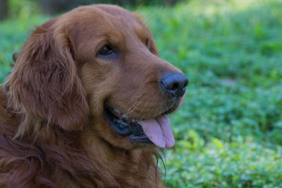 Close-up of dog