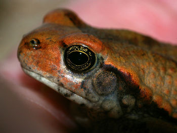 Close-up of frog