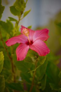 Close-up of pink flowers