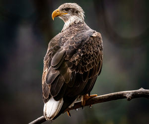 Close-up of eagle perching on branch