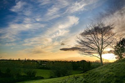 Bare tree on field against sky during sunset