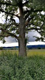 Tree on field against sky