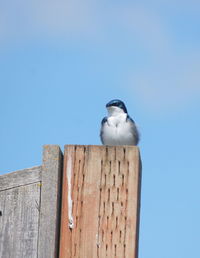 Low angle view of bird perching on wooden post against clear sky