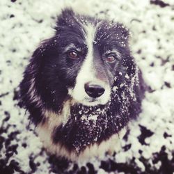 Close-up of dog in snow