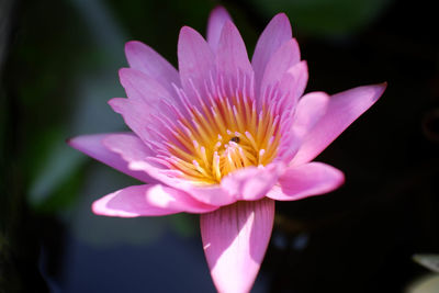 Close-up of pink water lily