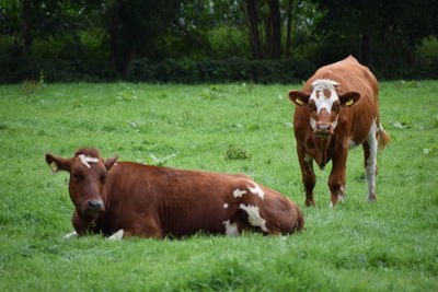 Cows on field