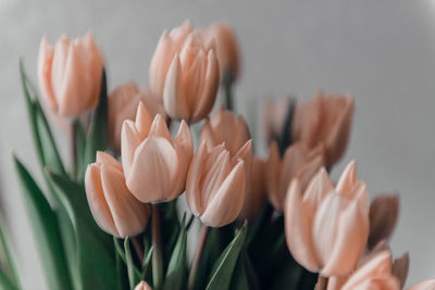 Valentine's day or mothers day tulip flowers apricot color