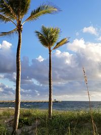 Palm trees on beach against sky