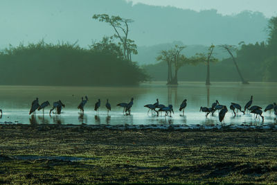 Flock of birds on field by lake against sky
