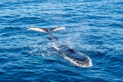 View of whale swimming in sea