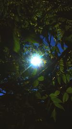 Low angle view of sunlight streaming through trees