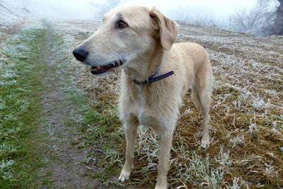 Close-up of dog on field