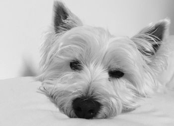 Close-up of west highland white terrier resting on bed