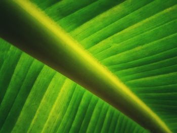 Full frame shot of palm leaf