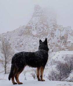 Wolf standing on snow against mountains