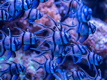 Close-up of fish in aquarium