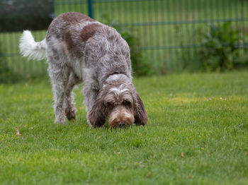 Portrait of a dog on field