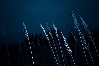 Dried grass in late autumn evening with artificial light. abstract autumn scenery.