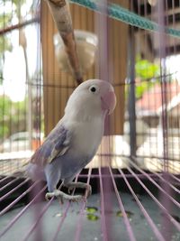 Close-up of a bird in cage