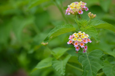 Close-up of flowering plant