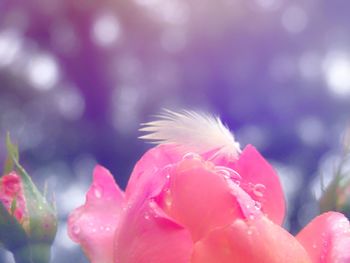 Close-up of pink flowers